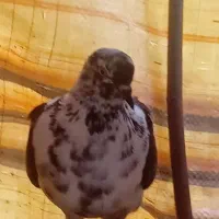 کبوتر سالم