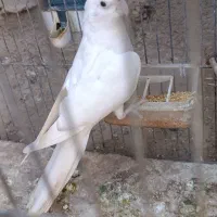 عروس هلند آلبینو
