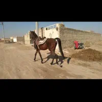 فروش اسب|اسب و تجهیزات اسبسواری|آران و بیدگل, |دیوار