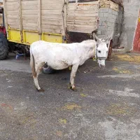 شش عدد الاغ نرو ماده