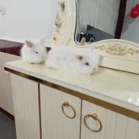 خرگوش لوپ هلندی اصیل بازیگوش