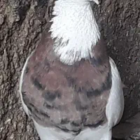 ماده توقی. عتیقه