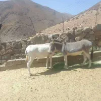 الاغ نر جوان گله ای