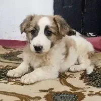 توله سگ|سگ|مشهد, انصار|دیوار