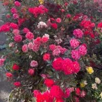 همه نوع گل و نهال درخت|خدمات باغبانی و درختکاری|سرپل ذهاب, |دیوار