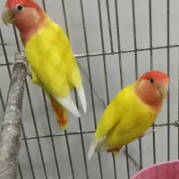 جفت کوتوله اوپال کارداده