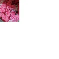 گل مصنوعی مزونی