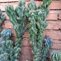 کاکتوس سخره ایی