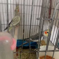 عروس هلندی مولد|پرنده|دهلران, |دیوار