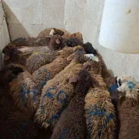 ذبح گوسفند
