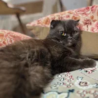 اسکاتیش|گربه|کرمانشاه, |دیوار