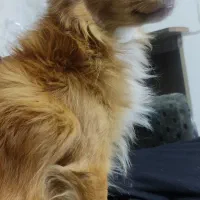 سگ گمشده|سگ|تهران, مسعودیه|دیوار