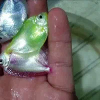 فروش ویژه ماهی کالر. آنجل. کت.فلاور در مشهد