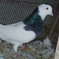 ط و ق|پرنده|دشت ذهاب, |دیوار