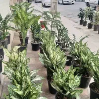 گل و گیاه طبیعی