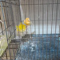 قناری پرتقالی|پرنده|محمدیه-قزوین, |دیوار