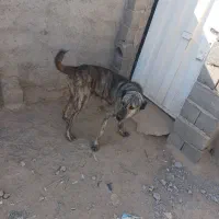 سگ گلی|سگ|قائن, |دیوار