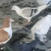 کفتر کبوتر|پرنده|شیراز, شهرک ولیعصر|دیوار