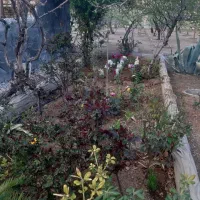 زمین سفت کاری دوبلکس