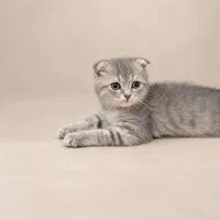 اسکاتیش بلو گلد نر