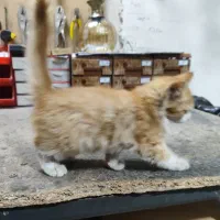 بچه گربه پشمالو
