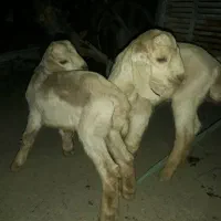 عروسک