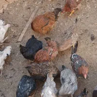 فروش مرغ وخروس وجوجه بوقلمون|حیوانات مزرعه|شهرکرد, |دیوار