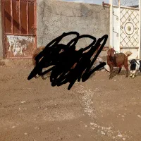 دو عدد میش|حیوانات مزرعه|نیشابور, ریوند|دیوار