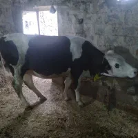 گاو سیمنتال|حیوانات مزرعه|اهر, |دیوار