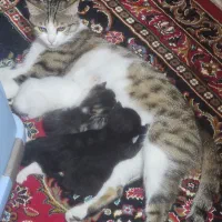 واگذاری سرپرستی بچه گربه|گربه|قم, نیروگاه|دیوار