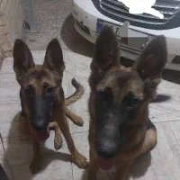ژرمن