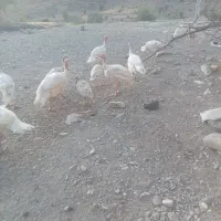 ۲۸عدد بوقلمون بیوتی