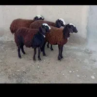 دام /نژاد/ افشار/