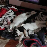 واگذاری گربه خونگی|گربه|نسیمشهر, |دیوار