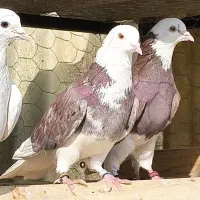 بیست جفت کفتر امتحان پس داده