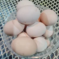 تخم مرغ محلی درشت  تضمینی نطفه دار