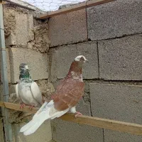 دونه ای ۲۵۰ هزار|پرنده|شوط, |دیوار