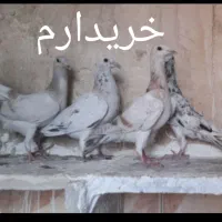 جوجه کفتر هفترنگ