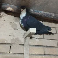 کفتر|پرنده|کرمان, |دیوار