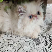 پرشین سوپرفلت ماده|گربه|کرمانشاه, |دیوار