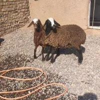 ۲ راس بره ماده یکی افشار وشالی اصل|حیوانات مزرعه|قزوین, |دیوار