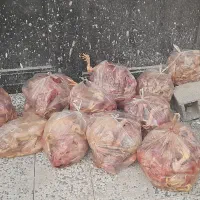 غذای سگ گربه تازه ارسال رایگان