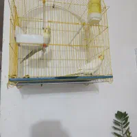عروس هلندی وسهره نر