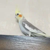 یک عدد عروس هلندی