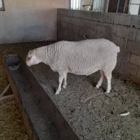 قوچ لاکن و نر بز آلپاین|حیوانات مزرعه|کرمان, |دیوار