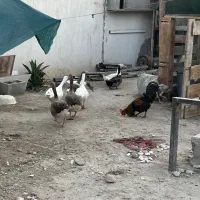 ۳ جفت غاز بالغ و سالم و ی جفت اردک فروش فوری|حیوانات مزرعه|بندرعباس, |دیوار