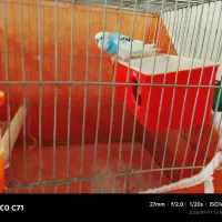 مرغ عشق سالم جفت 600 مفت گذاشتم