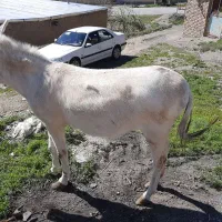 خر ماده جوان سرحال و ارام بدون ازار