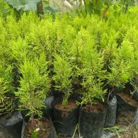 لاوسون نایلکسی