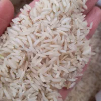 شاه برنج طارم